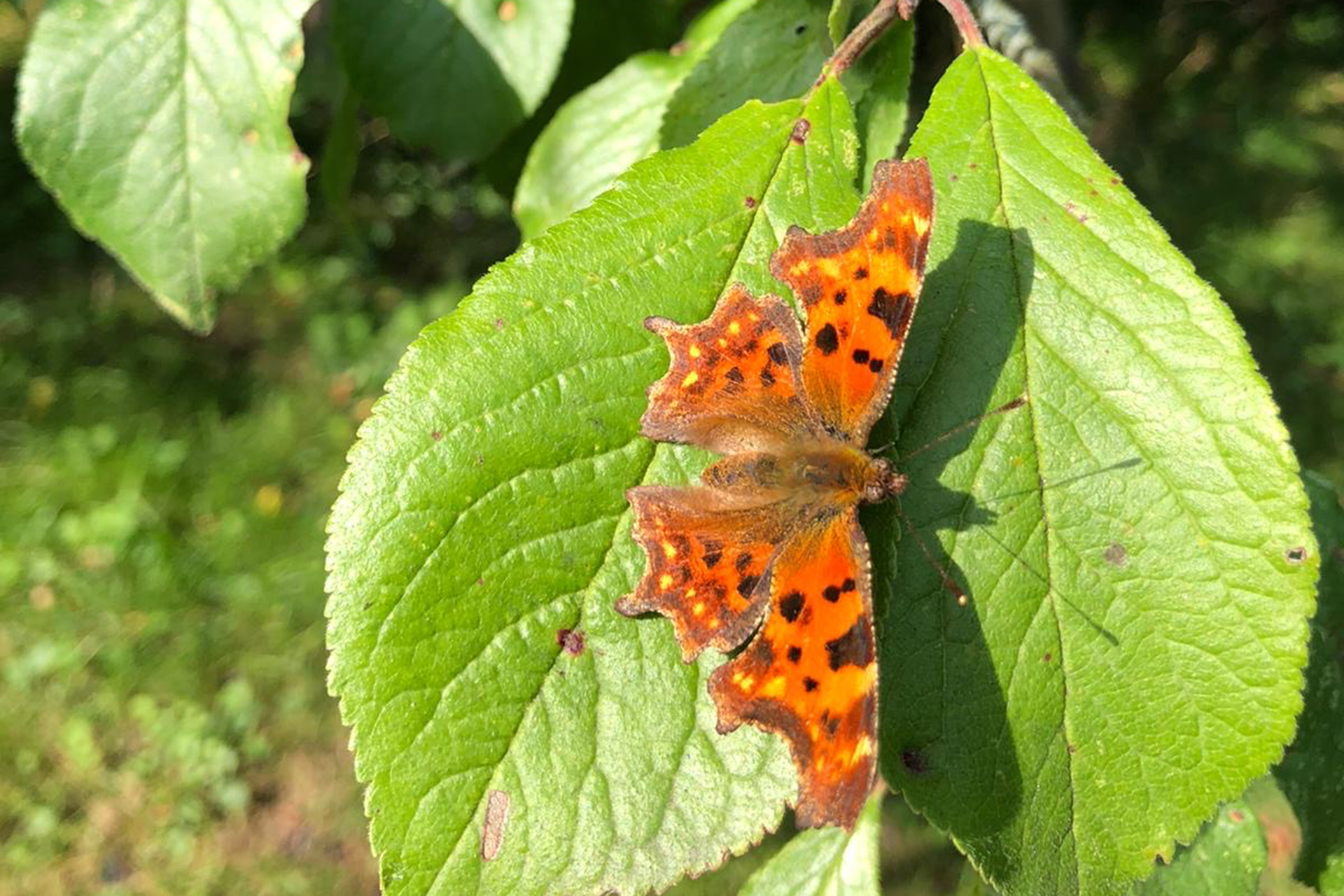 Schmetterling