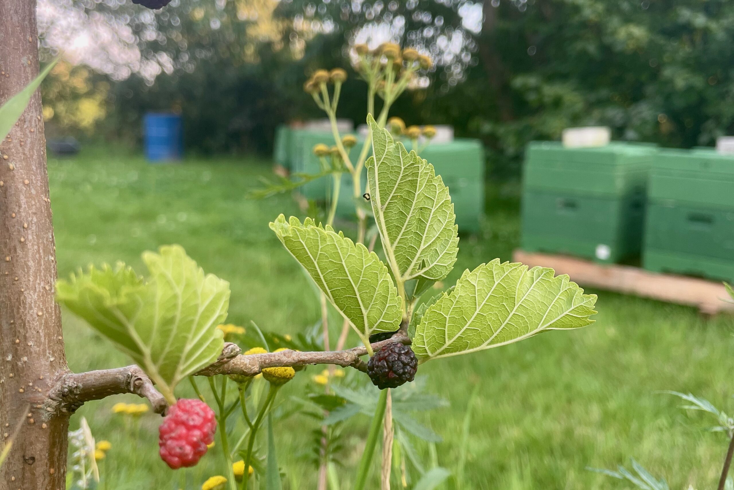 Bienen vom Apineum Bantin